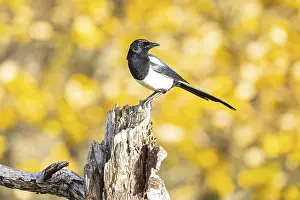 Corvid: Magpie (Pica pica) Germany