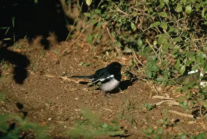 Copsychus: Magpie Robin