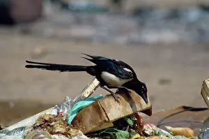 Landfill: MAGPIE - on rubbish tip
