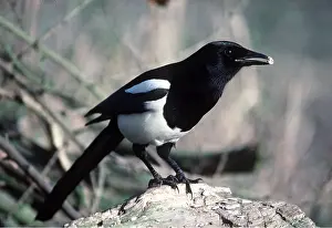 Scavenging: MAGPIE - with shiny object in beak