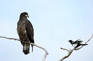 Screaming: Magpie shouting at Fish Eagle
