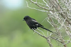 Krger: Magpie Shrike