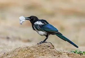 Magpie: Magpie - With Silver Foil - UK