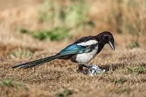 Magpie: Magpie - With Silver Foil - UK