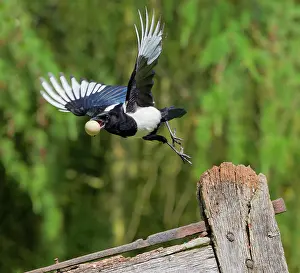 Brian Bevan: Magpie - stealing pheasants egg - in flight