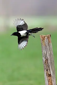 Pica: Magpie - in take-off flight