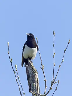 Taking: Magpie - taking flight from roof