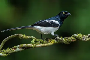 Paulo: Magpie Tanager, Atlantic Forest, Sao Paulo, Brazil