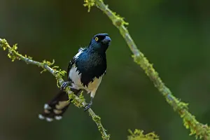 Paulo: Magpie Tanager, Atlantic Forest, Sao Paulo, Brazil
