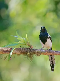 Magpie: Magpie Tanager Cissopis leverianus Atlantic Forest