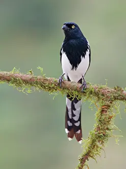 Bill Coster: Magpie Tanager Cissopis leverianus Atlantic Forest