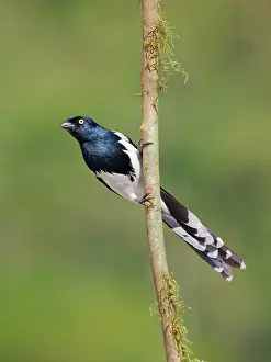 Bill Coster: Magpie Tanager Cissopis leverianus Atlantic Forest