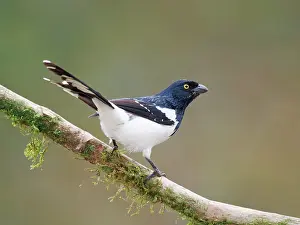 Bill Coster: Magpie Tanager Cissopis leverianus Atlantic Forest
