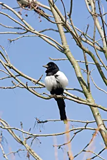 Magpies: Magpie - in tree against sky