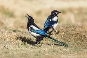 Magpie: Magpie - UK