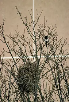 Magpies: Magpie - urban nest site