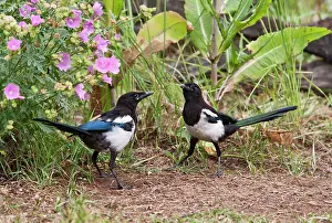 Youngsters: Magpie - youngsters feeding on ants