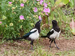 Interacting: Magpie - youngsters interacting in garden