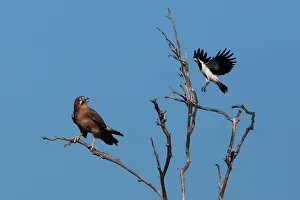 Larks: Magpielark A male magpielark hassling a Brown Falcon