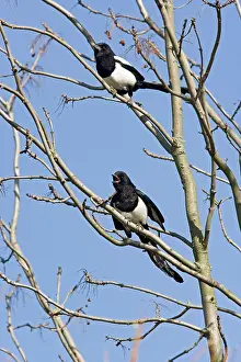 Magpies: Magpies - 2 in tree against sky