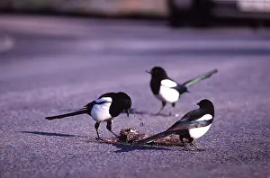 Roadkill: MAGPIES - at road carcass