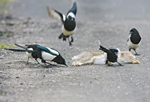 Roadkill: Magpies - on roadkill rabbit