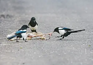 Roadkill: Magpies - on roadkill rabbit
