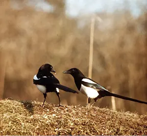 Ursula Curth: MAGPIES - x two