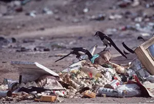 Refuse: MAGPIES - x two, on rubbish tip