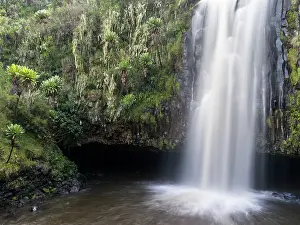 Senecio: Magura also spelled Maragua Fall in Aberdare