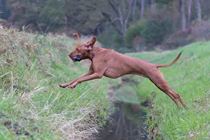 Ditch: Magyar Vizsla - dog jumping over a ditch - Germany