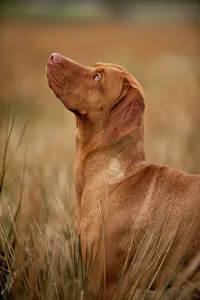 Magyar: Magyar Vizsla dog on a meadow