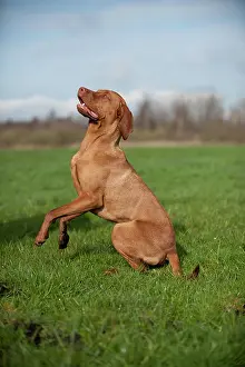 Magyar: Magyar Vizsla dog on a meadow