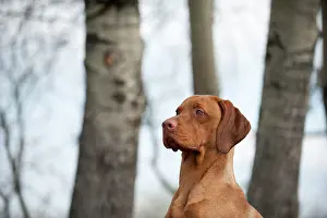 Magyar: Magyar Vizsla dog, portrait
