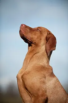 Magyar: Magyar Vizsla dog, portrait