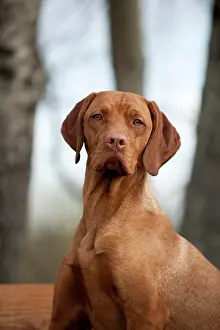 Magyar: Magyar Vizsla dog, portrait
