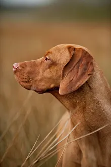 Magyar: Magyar Vizsla dog, portrait