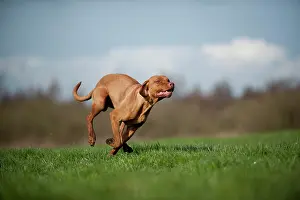 Magyar: Magyar Vizsla dog running across a meadow