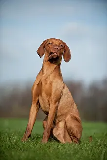 Magyar: Magyar Vizsla dog sitting on a meadow