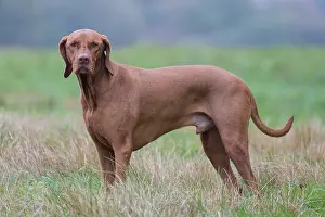 Pedigreed: Magyar Vizsla - dog standing in meadow - Germany