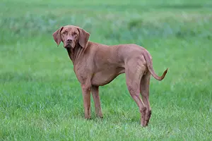 Pedigreed: Magyar Vizsla - dog standing in meadow - Germany