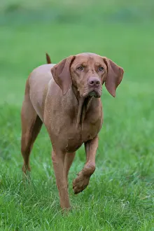 Pedigreed: Magyar Vizsla - dog standing in meadow - Germany