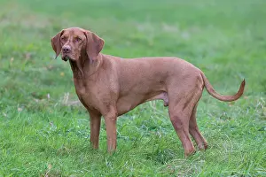 Pedigreed: Magyar Vizsla - dog standing in meadow - Germany