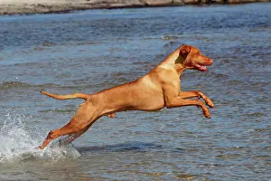 Completely: Magyar Vizsla, Hungarian Vizsla, or Hungarian Pointer