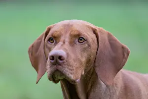 Pedigreed: Magyar Vizsla - portrait - Germany