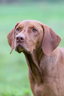 Pedigreed: Magyar Vizsla - portrait - Germany