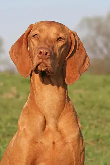 Magyar: Magyar vizsla, portrait Magyar Vizsla, Portr&, x4d2c;