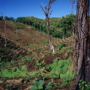 Honduras: Mahogany