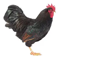 Wattles: Mahogany Double-laced Barnevelder Chicken
