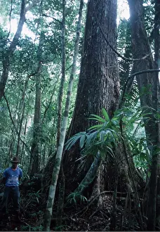 Mahogany: MAHOGANY - man at base of tree